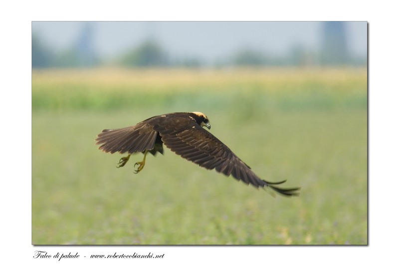 Falco di palude - Circus aruginosus